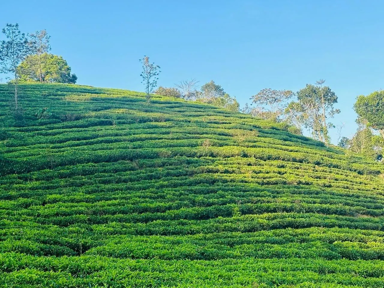 Amour Estate Periya India